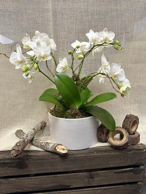 Mini Orchid white