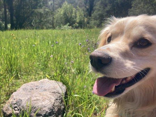 Wild Side Dog Walking