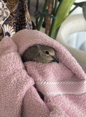 Wildlife Care Association