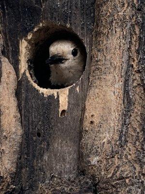 Wood Pecker in the tree on our site