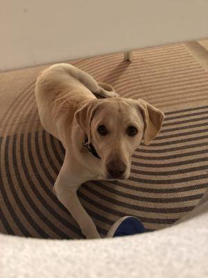 Master's Kennels Home Of Dog University