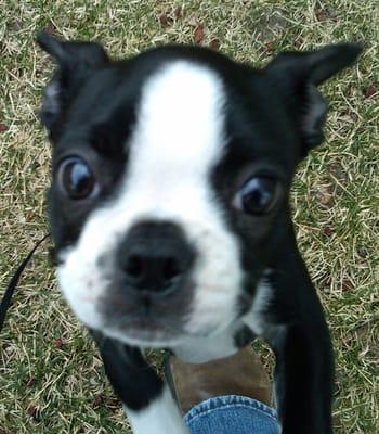 Happy Paws Pet Sitting Plus