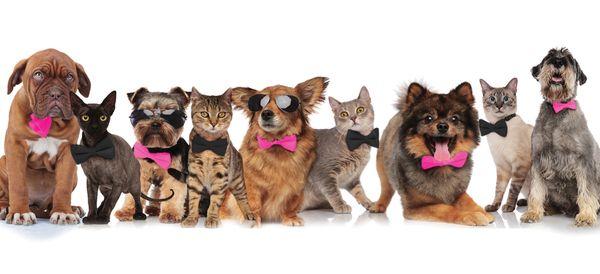 We groom cats and dogs