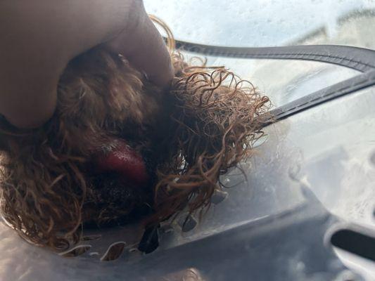 Pawpurrazzi Grooming