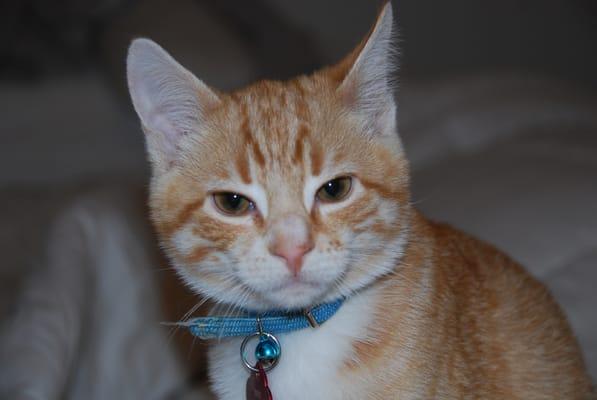 Boots loves his raw Rad cat food!