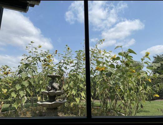 Ivy Family Dental Center