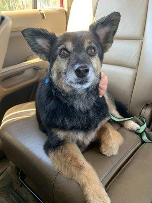 Just showing off his new look. Our Charlie dog.