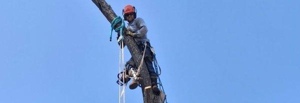 All Season Pro Tree Service