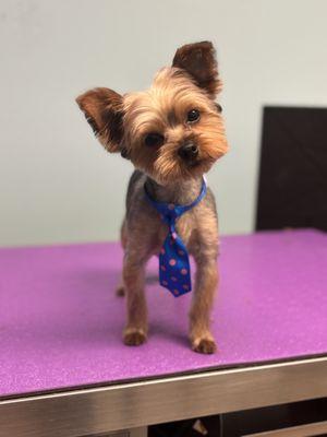 The Bougie Baby Pet Salon