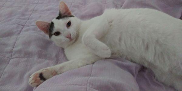 Serenity Pet Sitting & Dog Walking