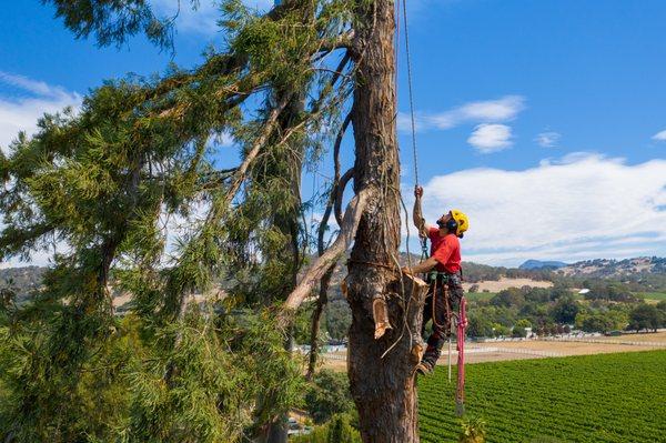 Atlas Tree - Sacramento