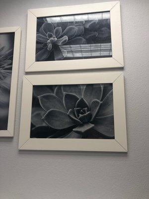 Succulents photos, beautiful to me or you. Eye of the beholder is what matters.