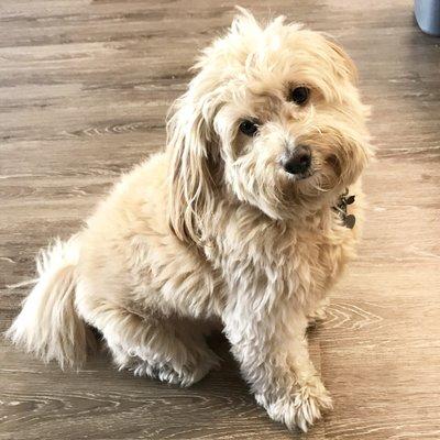 My happy dog, Chubbs after our visit to Dr. Koch.