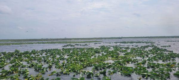Ken’s Airboat Rides