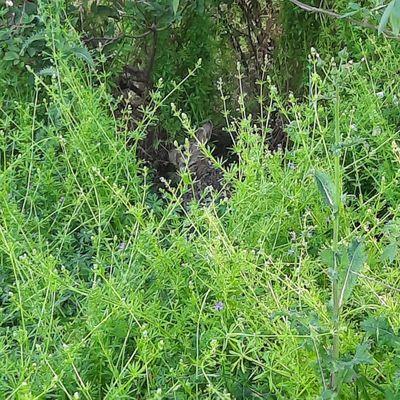 Trail at John Hargrove Environmental Complex