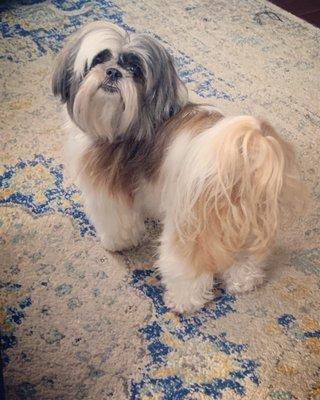 Susan's Pet Grooming & Supplies