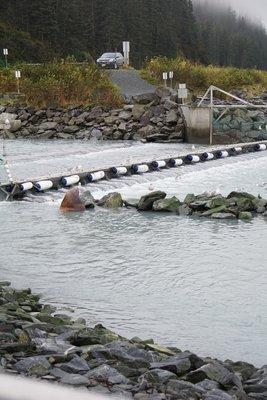 Sea Lion snacking at the hatchery.