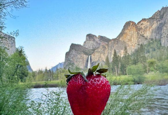 Picnic time at Yosemite and so glad to pick up a heaping full basket lol. Tastes way sweeter than the grocery stores.
