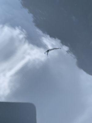 Next level Mobile Detailing