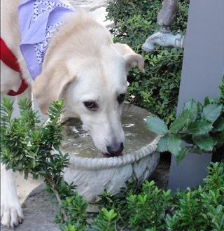 A Pawsitively Good Day