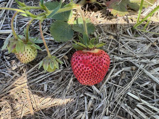Greiling Gardens Strawberries