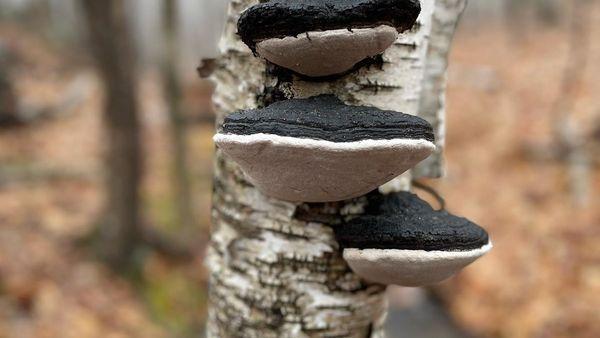 Deer Pond Outfitters