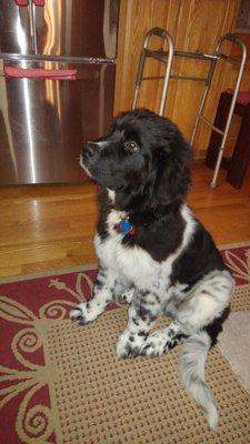 Jayco, a Landseer Newfy