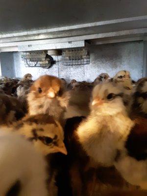 The Georgia Mad Hatcher