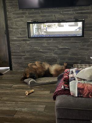 Britt's Bow Wow Bed N Biscuit