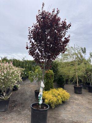 Shade Tree Nursery