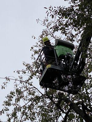 Deaf Man Tree Company