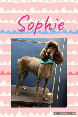 April Showers Pet Care