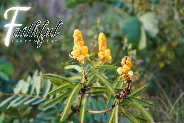 Caloosahatchee Creeks Preserve East