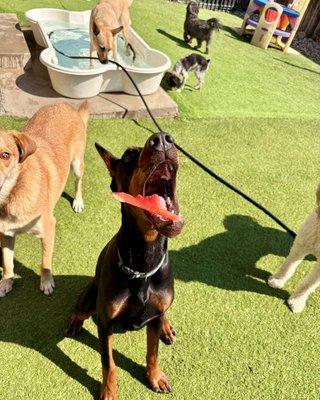 Bark N Lounge Daycare & Boarding