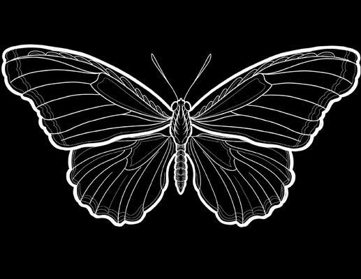 Butterfly Tattoo Company