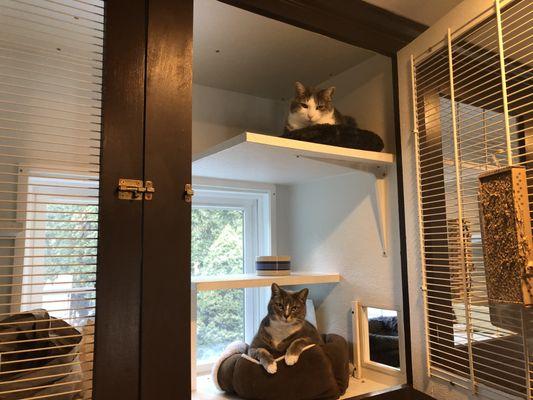 Captain Kitt's Luxury Cat Boarding