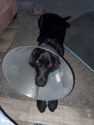 Spay Neuter Action Project