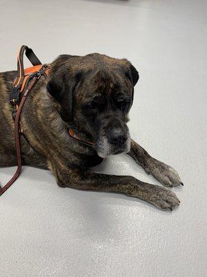 Atchison Animal Clinic