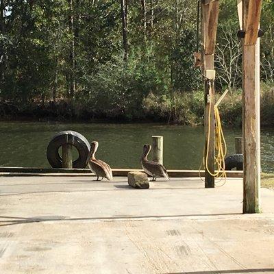 Safe Harbour Seafood