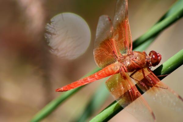 Male Flame Skimmer Dragonfly