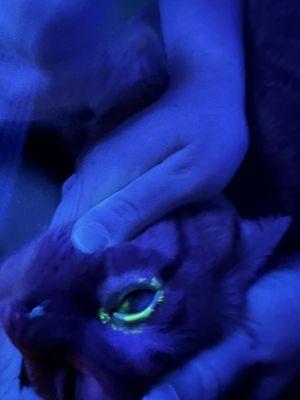 Animal Hospital of Nesconset