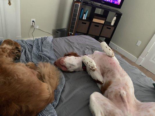 Pretty Pooch Pet Sitting