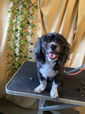 Bark Avenue Dog Grooming