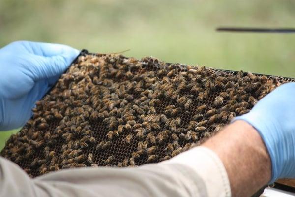 Davidson Landscape & Irrigation