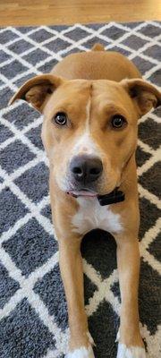 Williston Park Animal Hospital