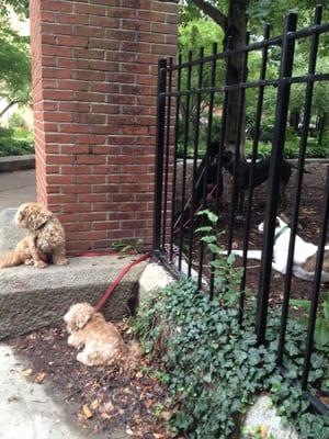 Fenway Fido & Feline