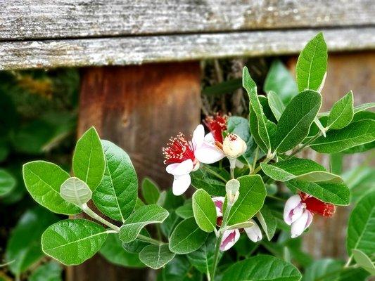 This is pineapple-guava growing in the backyard.
