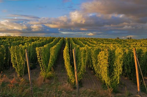 The sun sets over one of Sodbuster Farm's hops fields in Salem, Oregon. Photo credit Gary J Weathers Photography.