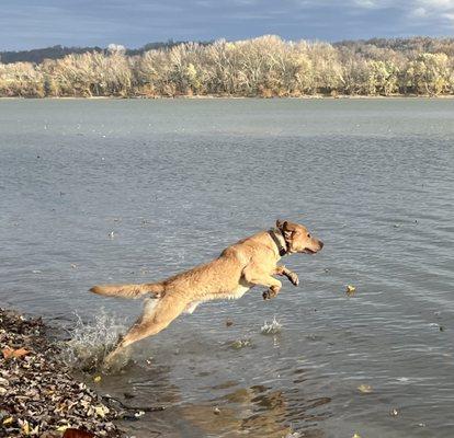 Breezy Cedars Retrievers