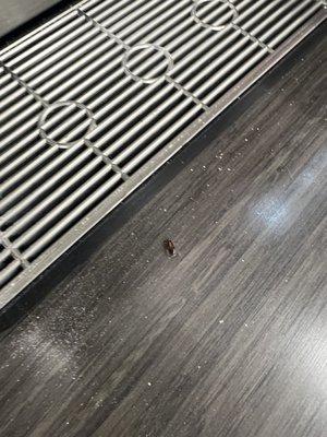 I was making coffee and here come roaches it was several roaches near the coffee so be careful when grabbing lids and making coffee